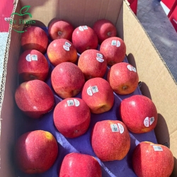 Táo đỏ Envy nhập khẩu