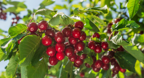 Tìm hiểu về trái cây Cherry