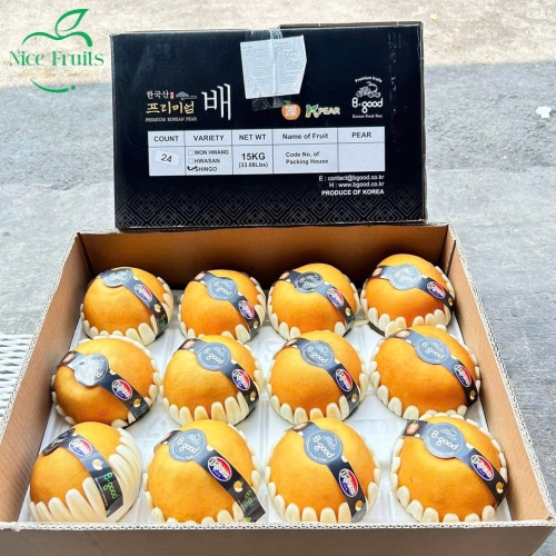 Lê Hàn Quốc Shingo nhập khẩu