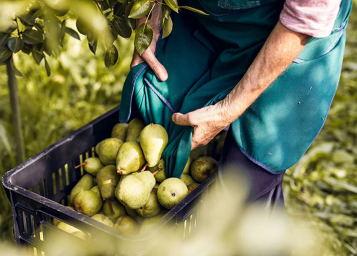 Chào mừng đến với Nice Fruits
